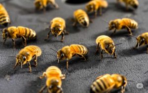 Read more about the article A Busy Bee’s Full Auto Repair: The Key to Keeping Your Car in Top Shape