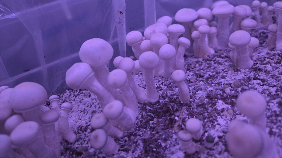 Read more about the article Denver’s 1st psilocybin mushroom cultivation facility begins operations
