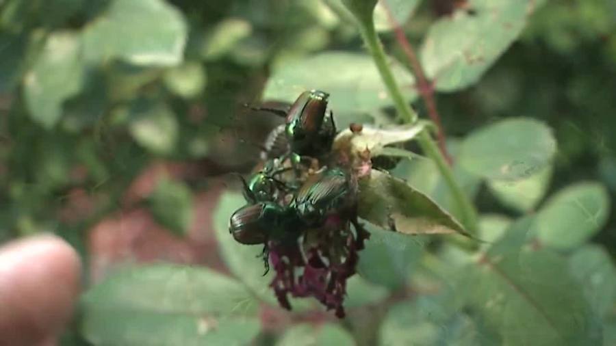 Read more about the article Gov. Polis reminds residents about Japanese beetles 'problem'