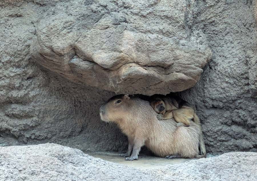 Read more about the article Monkey, capybara cuddle at Denver Zoo Conservation Alliance