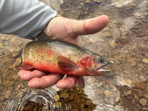 Read more about the article Why fish need to be rescued during wildfires