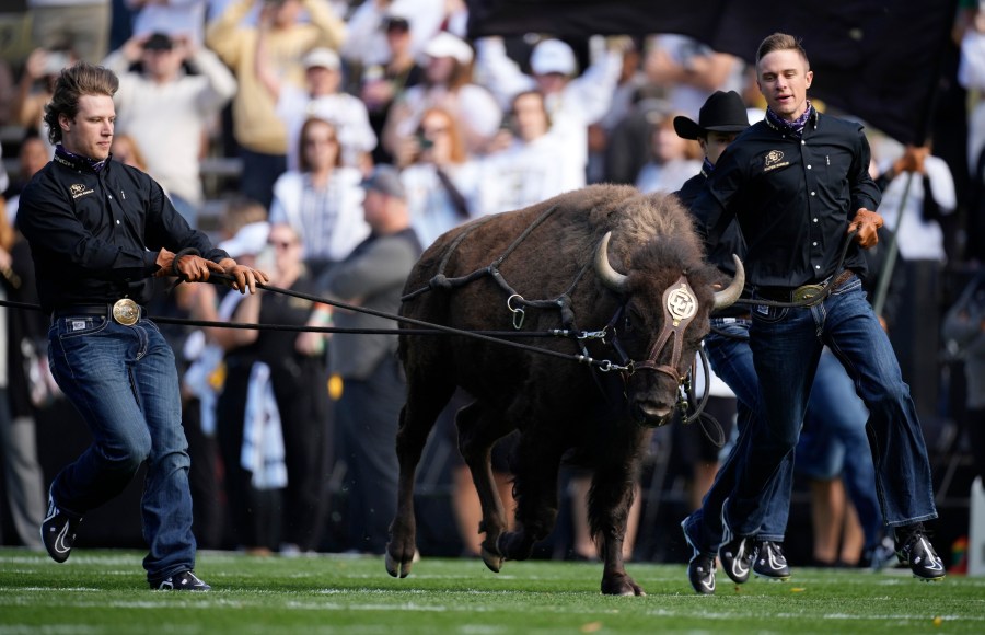 Read more about the article Ralphie VI runs no more, set for ranch retirement