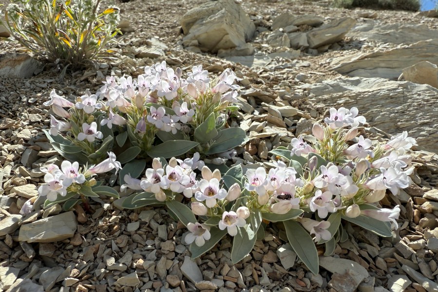 Read more about the article This ‘exceptionally rare’ plant can be spotted in Colorado