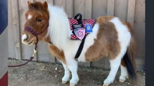 Read more about the article Arapahoe County sheriffs remember the life of their miniature therapy horse