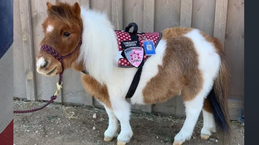 You are currently viewing Arapahoe County sheriffs remember the life of their miniature therapy horse