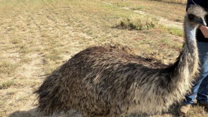 Read more about the article 'Real live dinosaur': Weld County resident speaks of finding, capturing emu