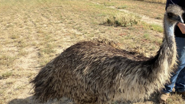 Read more about the article 'Real live dinosaur': Weld County resident speaks of finding, capturing emu