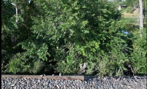 Read more about the article Arvada police advocate for bond input, citing man's release, re-arrest after chasing woman with garden shears