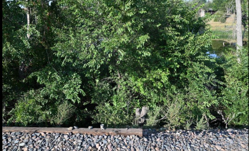 You are currently viewing Arvada police advocate for bond input, citing man's release, re-arrest after chasing woman with garden shears