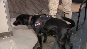 Read more about the article Gun-sniffing dogs deployed at DPS in new push for student safety