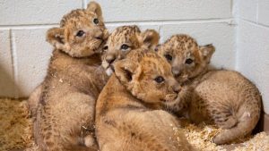 Read more about the article Denver Zoo Conservation Alliance's cubs approach one-month milestone