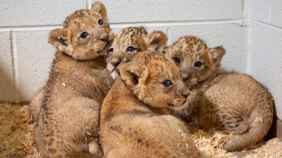 You are currently viewing Denver Zoo Conservation Alliance's cubs approach one-month milestone