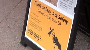 Read more about the article Elk rut season brings meadow closures to Rocky Mountain National Park
