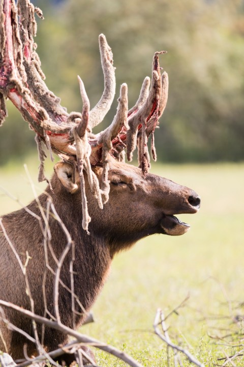 You are currently viewing Why do elk antlers bleed? It's actually a harmless process