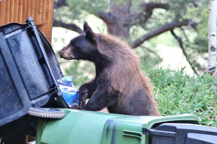 You are currently viewing Front Range bear sightings increase as cold weather seasons approach