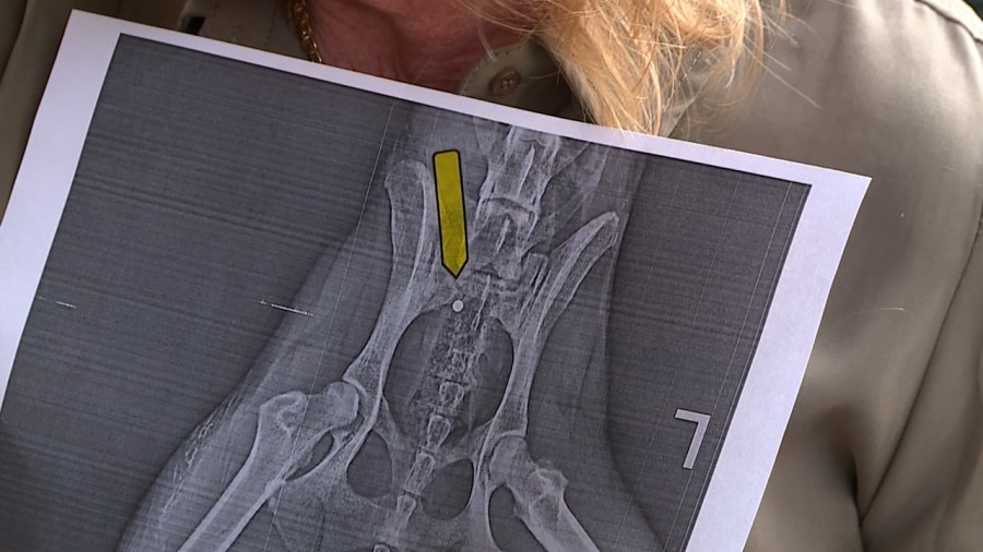 You are currently viewing Couple shocked after discovering their dog was shot with BB pellets in their backyard