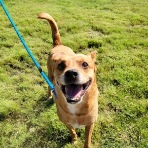 Read more about the article A dog's journey to adoption: From injury to new beginnings