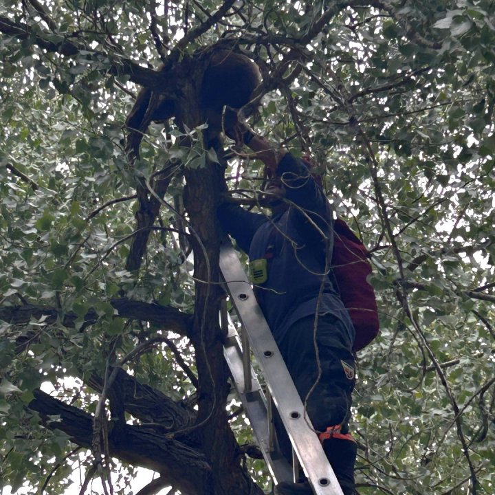 You are currently viewing Bear cub rescued from tree in Clear Creek in Golden