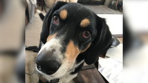 Read more about the article Possible pet crematory owner issues apology to victims