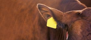 Read more about the article Junior Livestock Sale at Larimer County Fair nets more than $1M for youth development