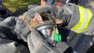 Read more about the article Watch: Cats receive oxygen from medical crews after fire in Jefferson County