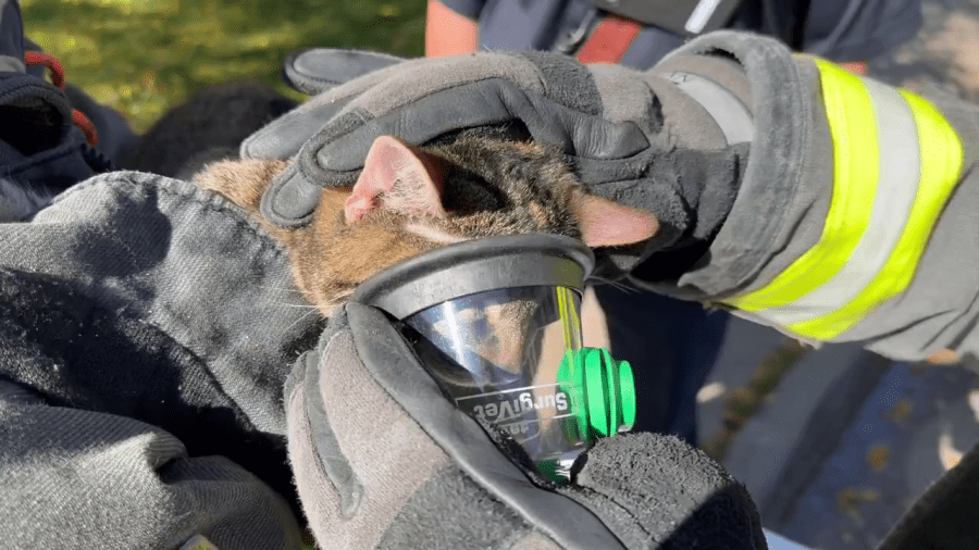 You are currently viewing Watch: Cats receive oxygen from medical crews after fire in Jefferson County