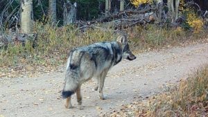 Read more about the article CPW shoots Copper Creek wolf depredating in Rio Blanco County, but no carcass found