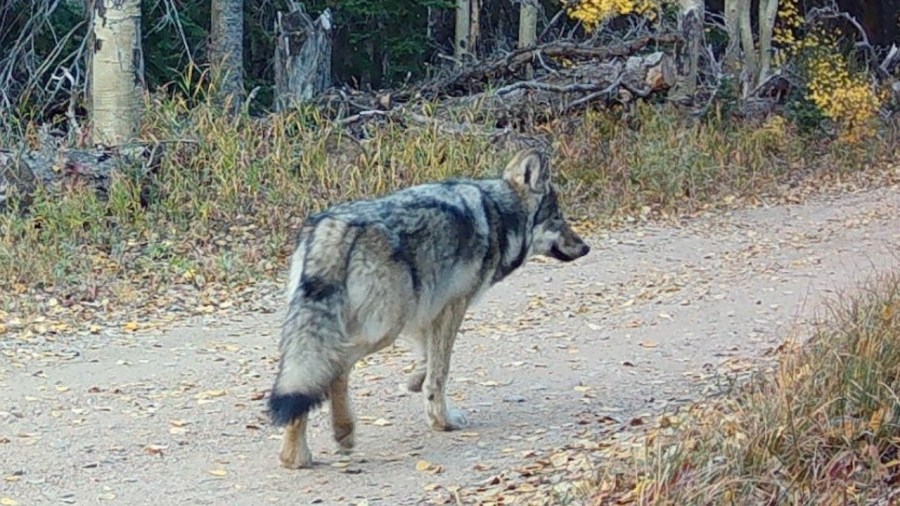 You are currently viewing CPW shoots Copper Creek wolf depredating in Rio Blanco County, but no carcass found