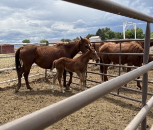 Read more about the article Man has 84 animal cruelty charges upgraded to felonies