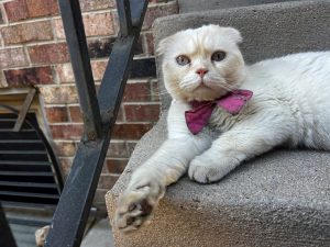 Read more about the article Arapahoe County deputies rescue the fanciest of cats