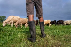 Read more about the article Colorado leaders call Trump's plan to import beef from Argentina 'a slap in the face'