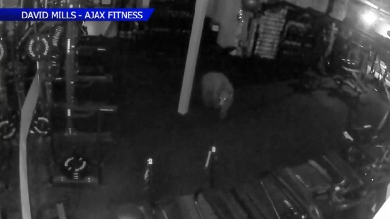 You are currently viewing Bear that broke into Aspen gym also drank business's protein shakes