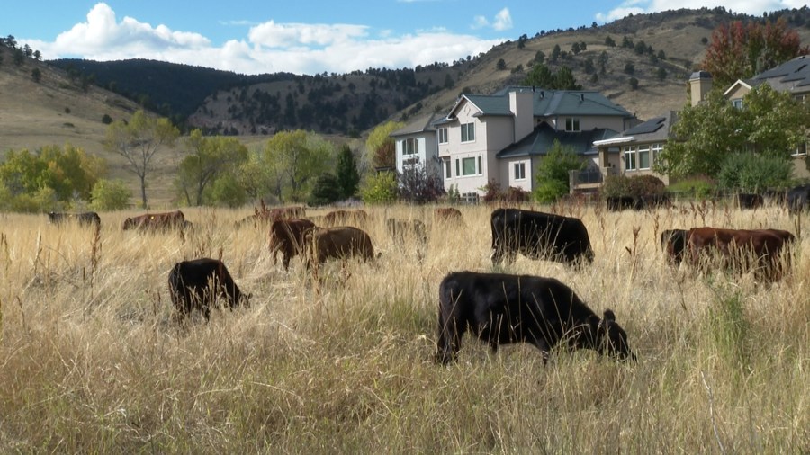 Read more about the article Cows come to Boulder to help slow impacts of wildfires