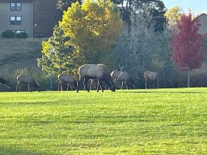 Read more about the article Lakewood police warn of 'unsafe' area with 'agitated' elk