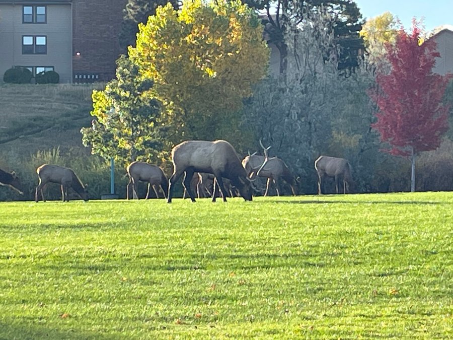 You are currently viewing Lakewood police warn of 'unsafe' area with 'agitated' elk