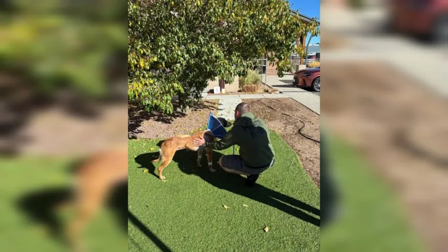 Read more about the article Stabbed Colorado Springs K-9 expected to recover amid questions over protective gear