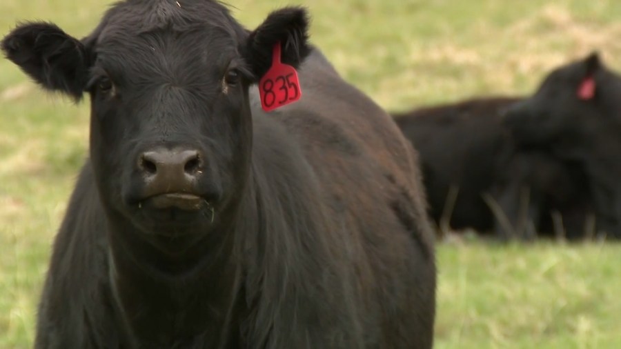 Read more about the article Colorado lawmakers push back, ranchers react to Trump’s beef import proposal