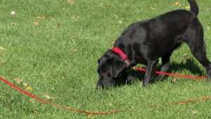 Read more about the article Fire investigations K-9 ROTC retires as the state welcomes new K-9: Waffle