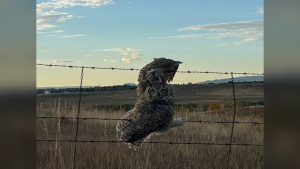 Read more about the article Great Horned Owl stuck in barbed wire fence in Lakewood rescued