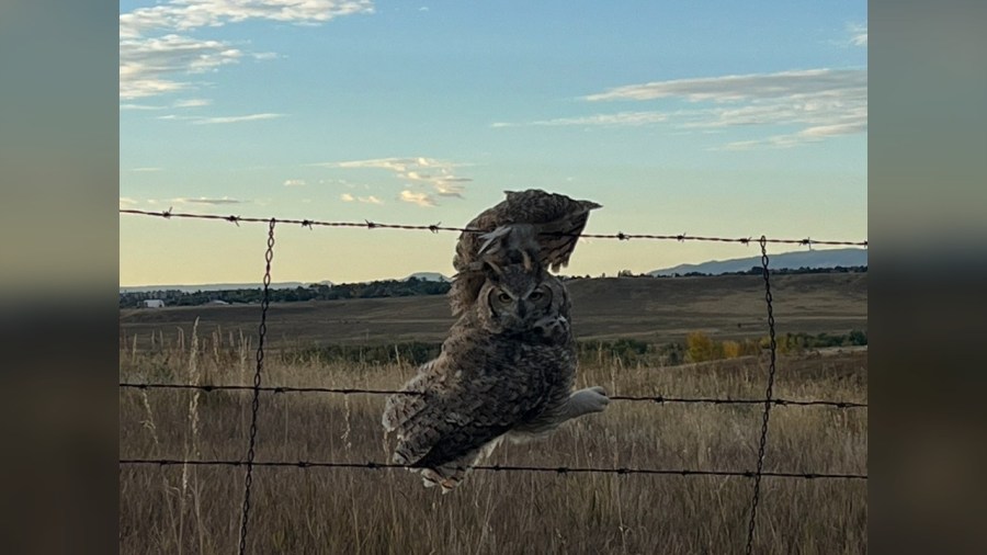 You are currently viewing Great Horned Owl stuck in barbed wire fence in Lakewood rescued
