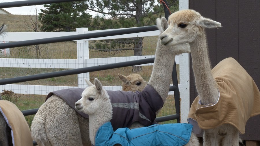 You are currently viewing El Paso County farmers rehabilitate emaciated alpacas, ask community for support