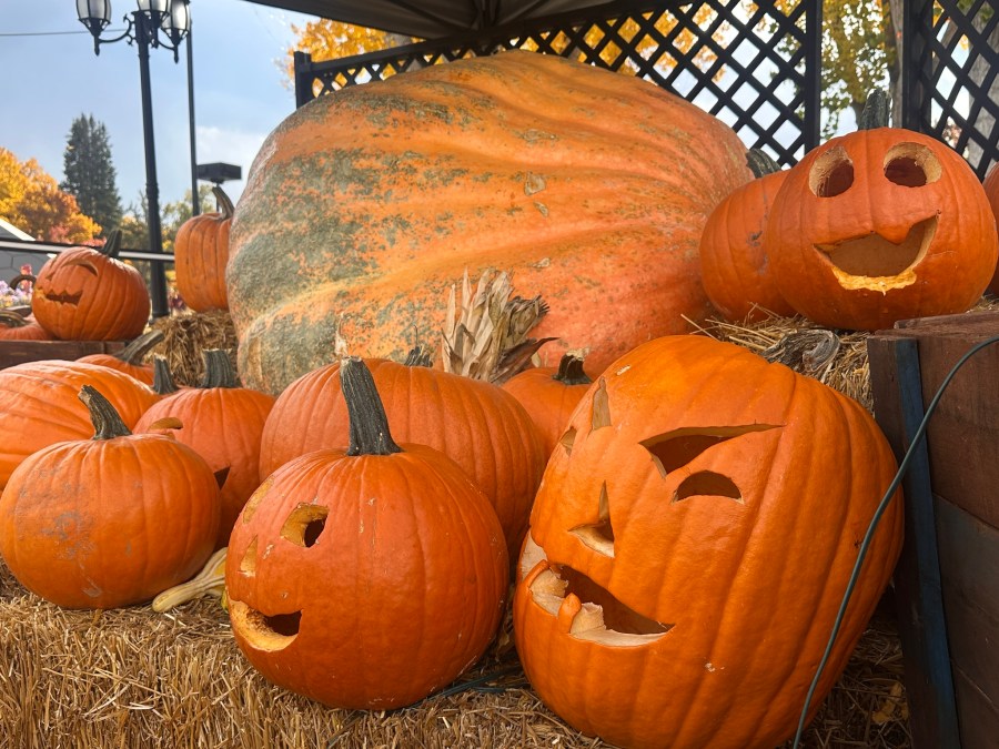 You are currently viewing Giant pumpkin on display at Denver Botanic Gardens