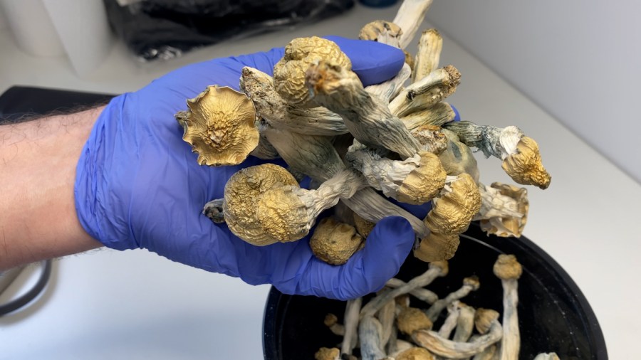 You are currently viewing 'This is a viable treatment': Colorado offices begin psilocybin mushroom therapy