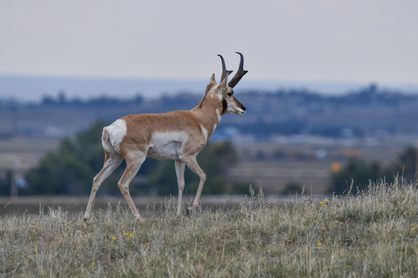 You are currently viewing Hunting on Fort Carson, Piñon Canyon suspended due to government shutdown