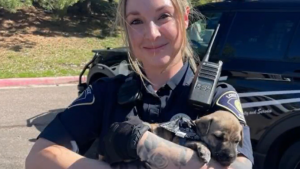 Read more about the article Lone Tree officers arrest 2 suspects, find puppy in allegedly stolen car