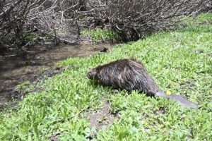 Read more about the article Beaver carcass on Gunnison River tests positive for bacterial disease